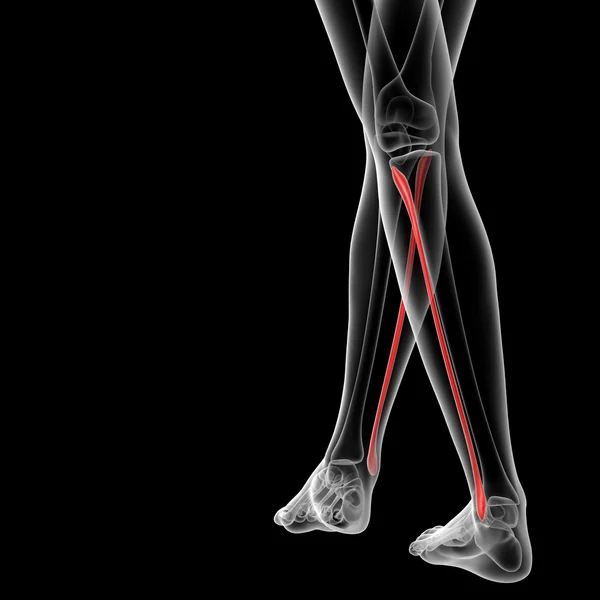 Fibular bone — Stock Photo, Image