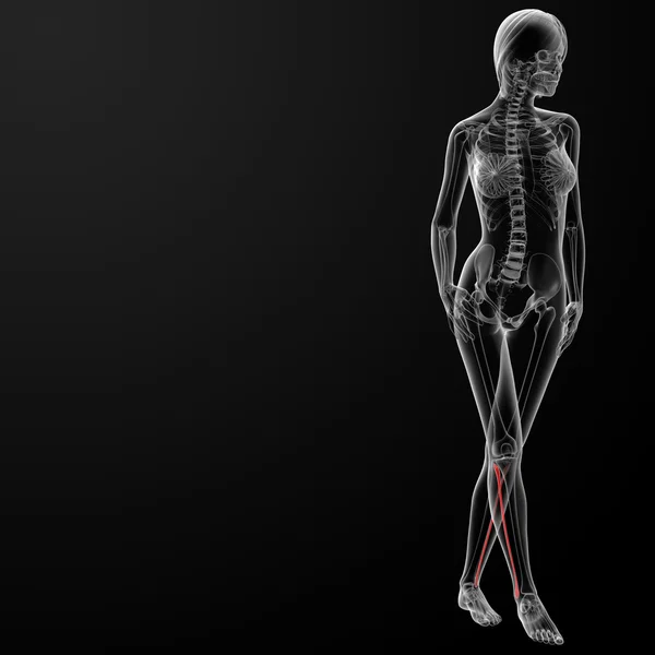 Fibular ben — Stockfoto