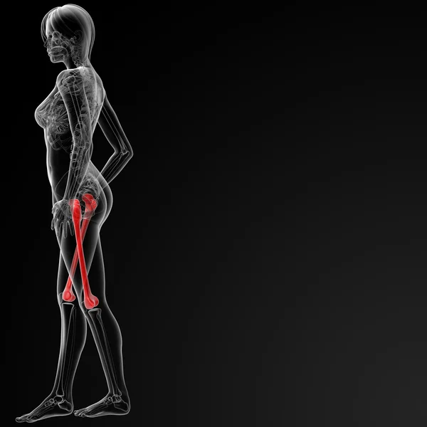 大腿骨骨 — ストック写真