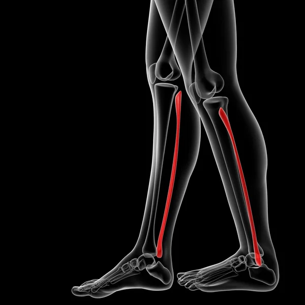 Fibular ben — Stockfoto