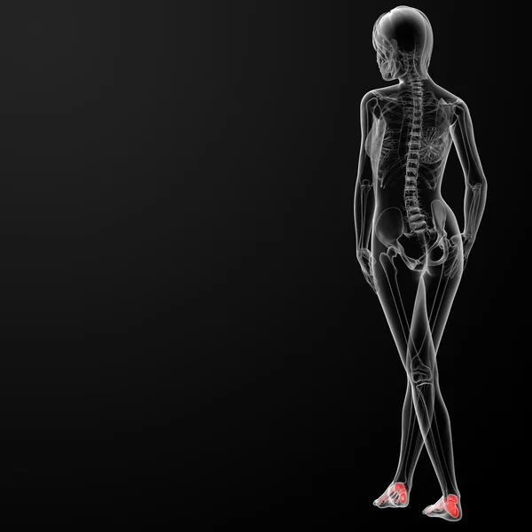 Кость ноги — стоковое фото