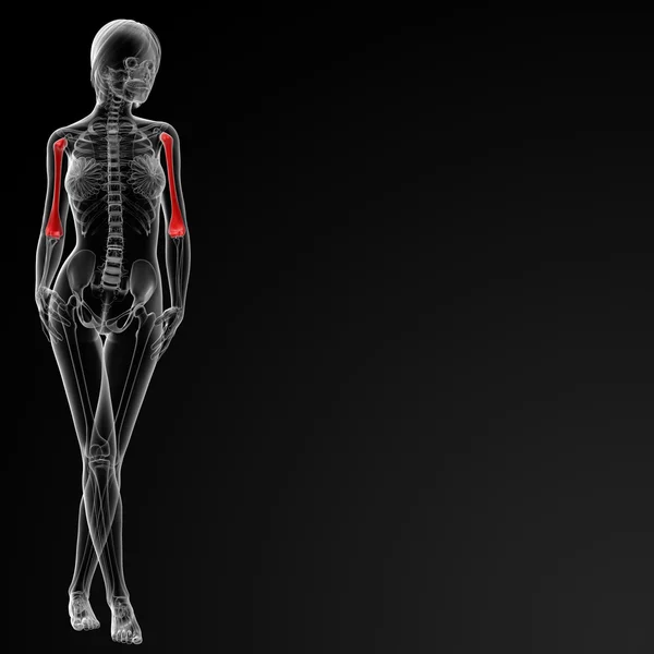 Плечевая кость — стоковое фото