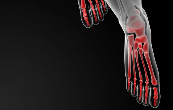 Foot bone — Stock Photo, Image