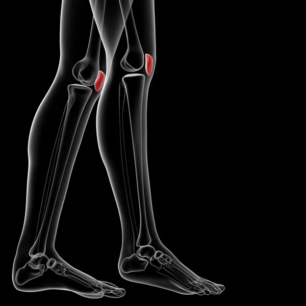 Patella-Knochen — Stockfoto