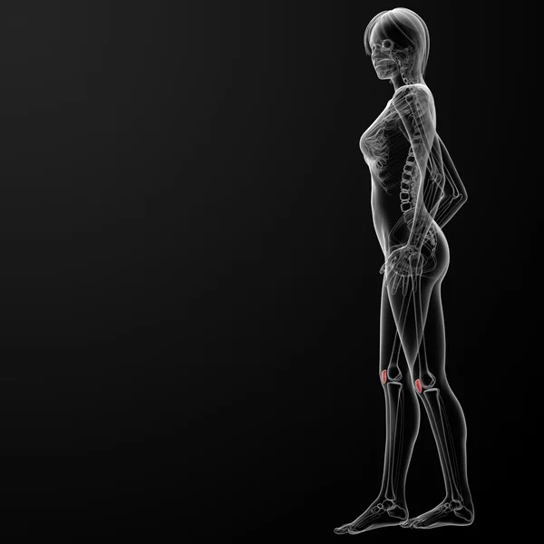 膝蓋骨の骨 — ストック写真