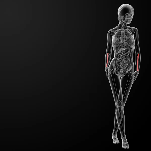 桡骨骨 — 图库照片