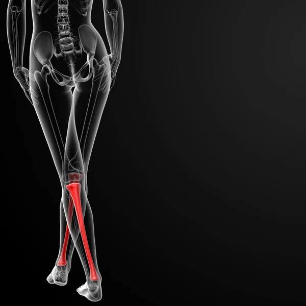 Tibia bone — Stock Photo, Image