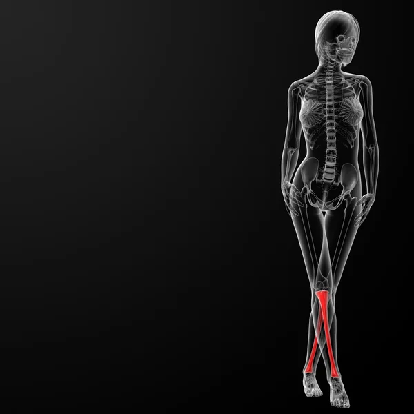 Tibia kemiği — Stok fotoğraf