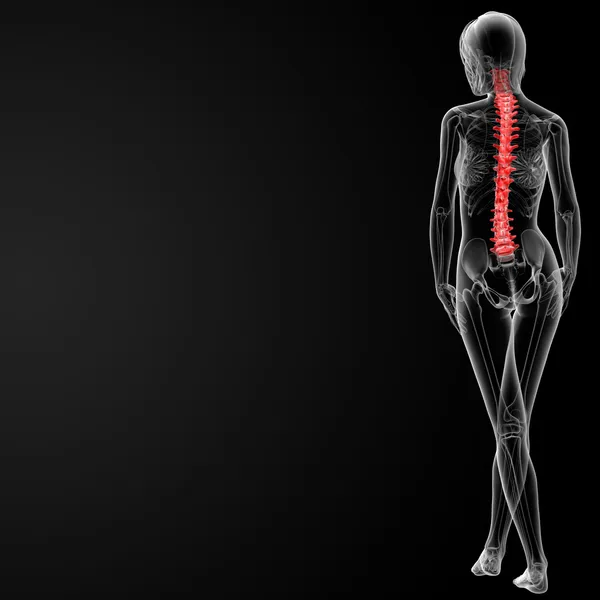 Kości kręgosłupa — Zdjęcie stockowe