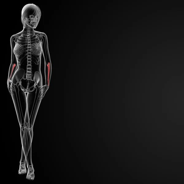 Ulna osso — Fotografia de Stock