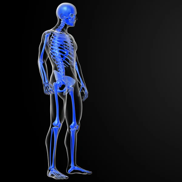 Skeleton bone — Stock Photo, Image