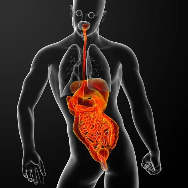 Sistema digestivo humano —  Fotos de Stock