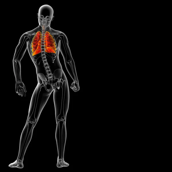 Respiratory system — Stock Photo, Image