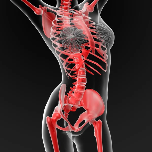 Szkielet człowieka — Zdjęcie stockowe