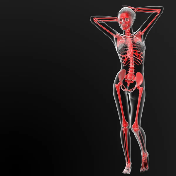 Esqueleto humano — Fotografia de Stock