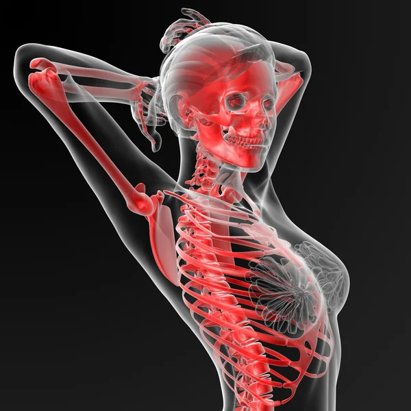 Skeleton human — Stock Photo, Image