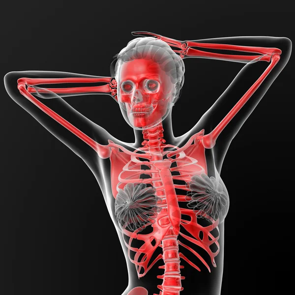 Skeleton human — Stock Photo, Image