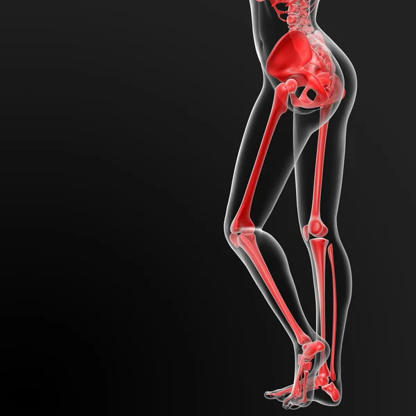 Skelett Mensch — Stockfoto