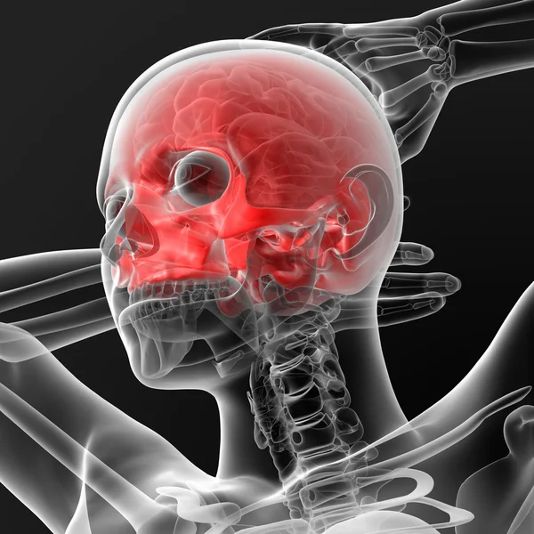 Osso del cranio — Foto Stock