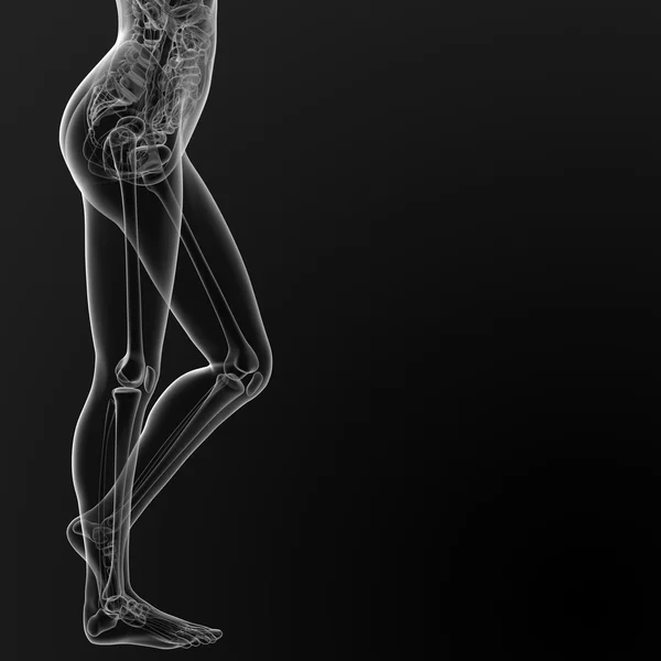 İnsan Anatomisi — Stok fotoğraf