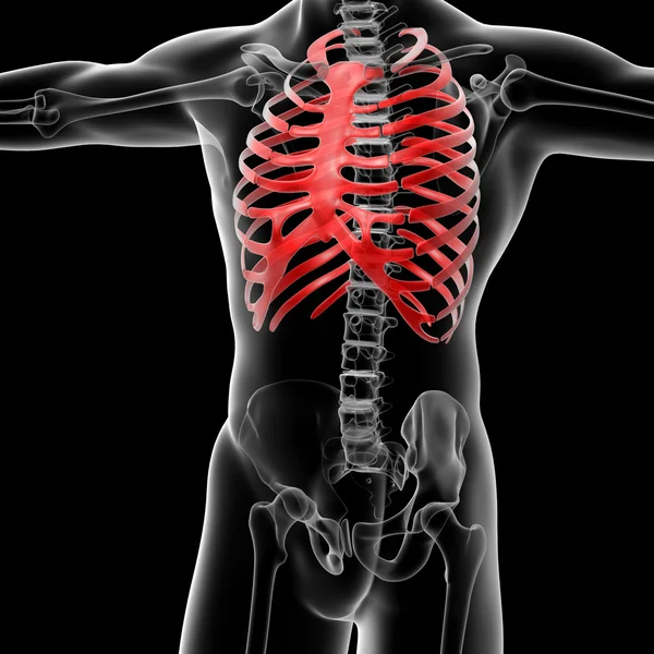 Rib cage — Stock Photo, Image