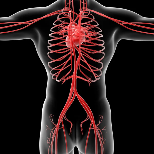 Sistema vascular —  Fotos de Stock