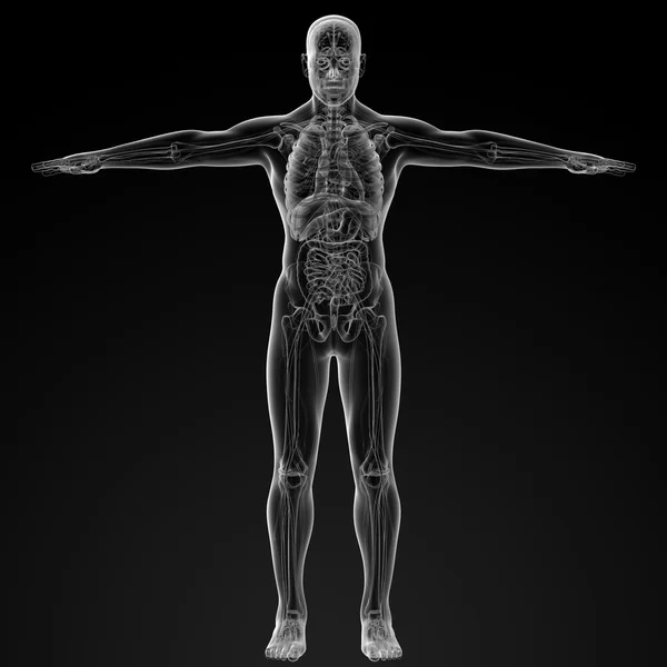 Menschliche Anatomie — Stockfoto