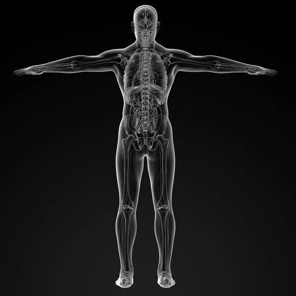 Menschliche Anatomie — Stockfoto