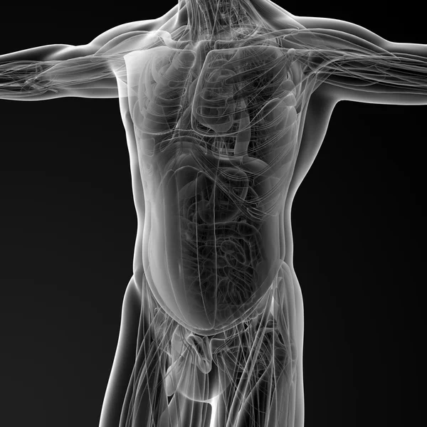 Anatomia masculina — Fotografia de Stock