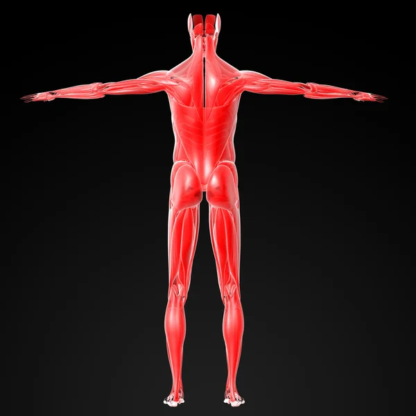 Mięśnie mężczyzna — Zdjęcie stockowe