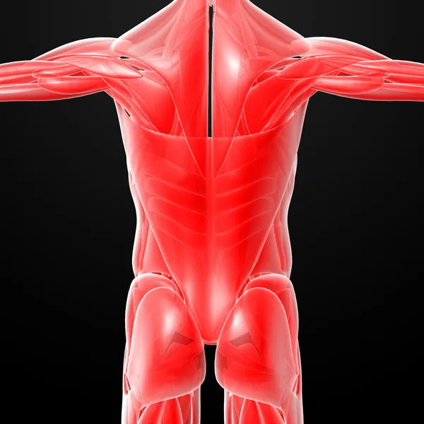 Мужские мышцы — стоковое фото