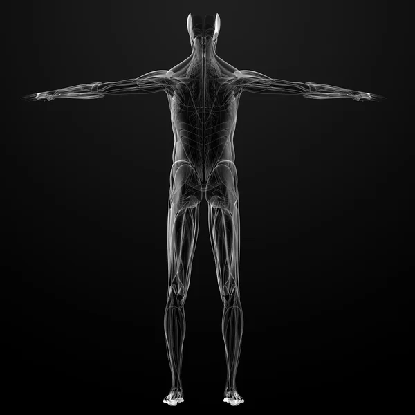 Male muscles — Stock Photo, Image