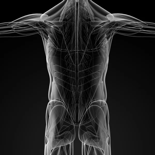 Muž svaly — Stock fotografie