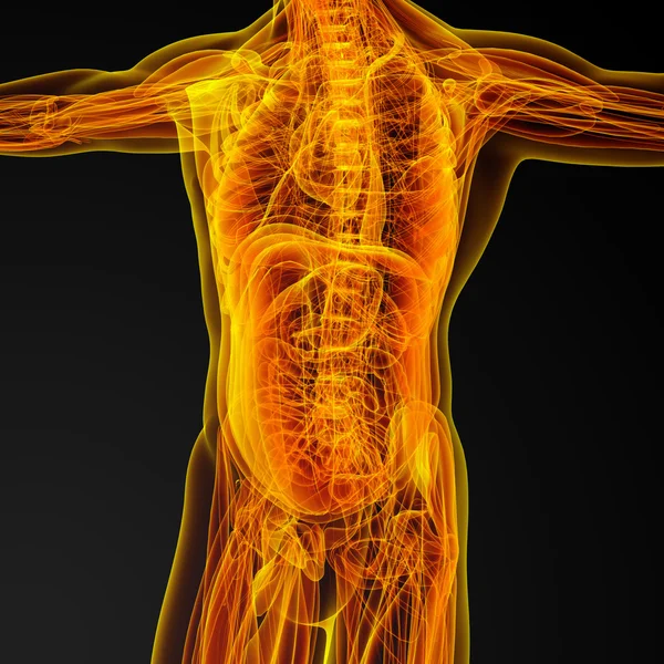 İnsan Anatomisi