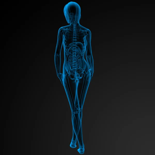 Vrouwelijke anatomie — Stockfoto