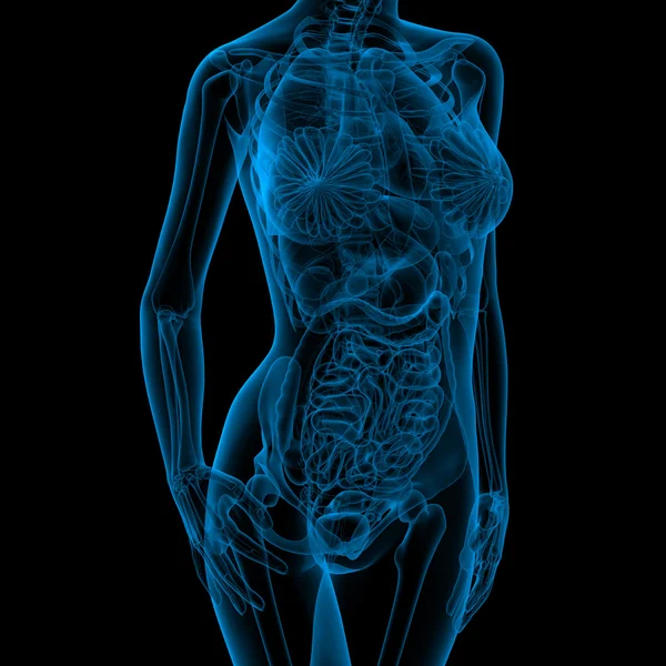 Anatomia feminina — Fotografia de Stock