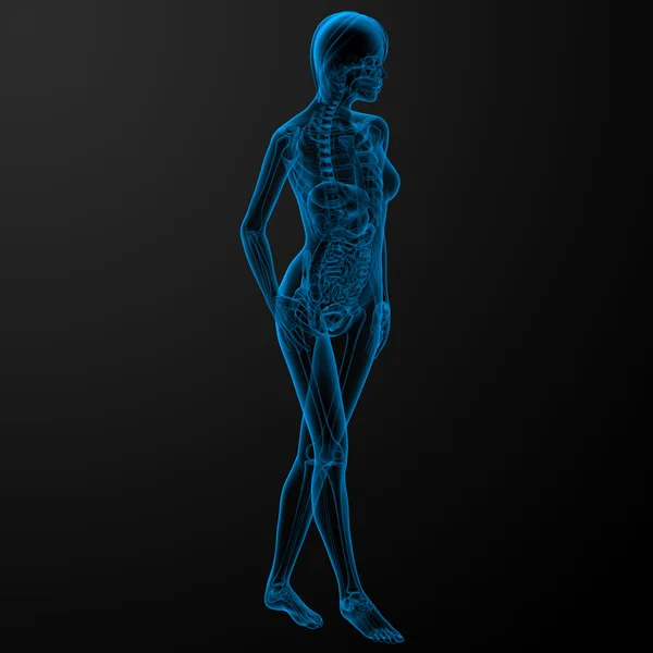 Anatomia femminile — Foto Stock