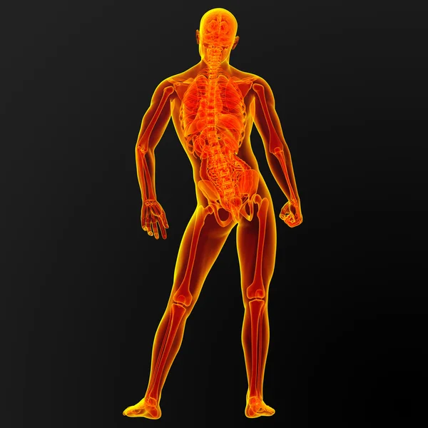 Male anatomy — Stock Photo, Image