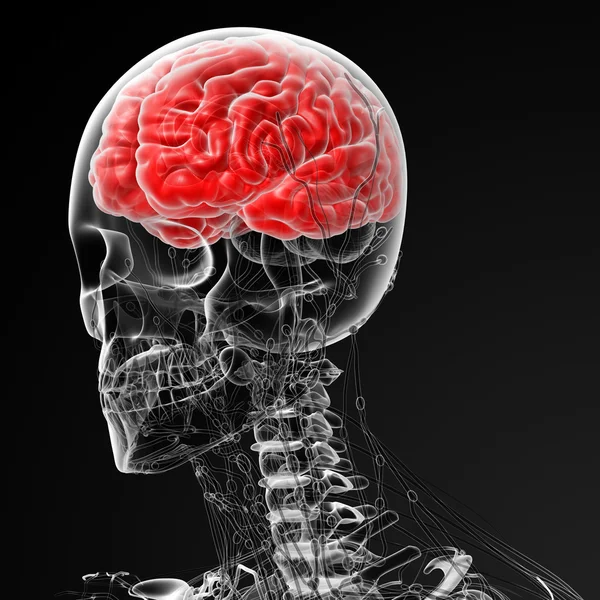 Brain — Stock Photo, Image