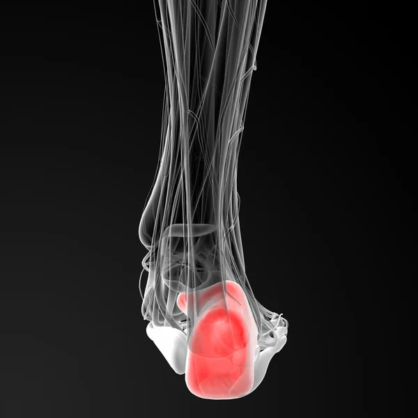 Calcaneus-Knochen — Stockfoto