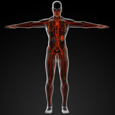 Lymphatic system clipart