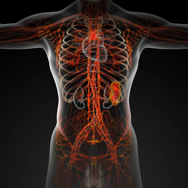 Lymphatic system — Stock Photo, Image