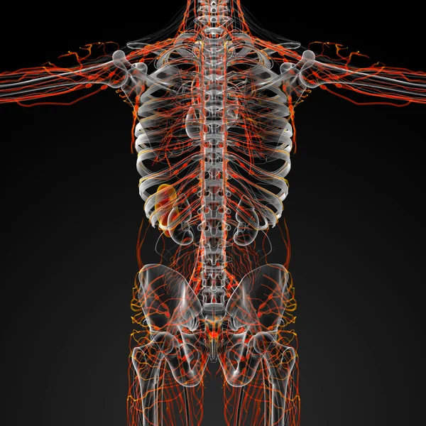 Sistema linfático — Fotografia de Stock