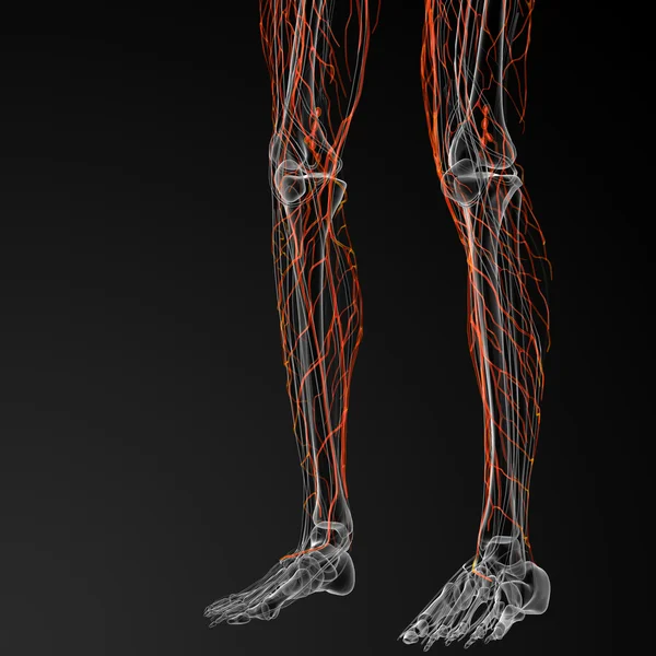 Lymphatic system — Stock Photo, Image