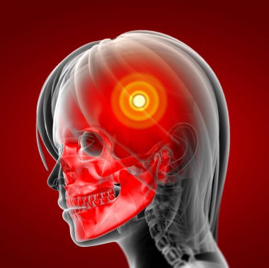 işlenmiş illüstrasyon kadın kafatası kemik - yan görünüm