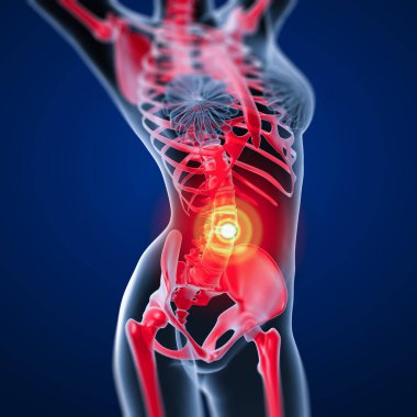 3D render Medikal illüstrasyon kadın iskeletin - Önden Görünüm