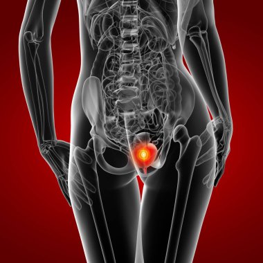 3D render kadın Mesane Anatomisi röntgen-arkadan görünüm