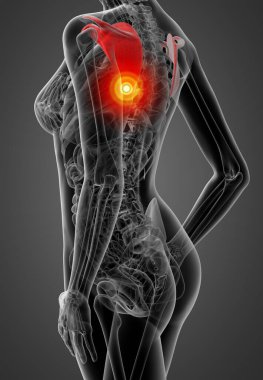 3D render kadın kürek kemiği - arkadan görünüm