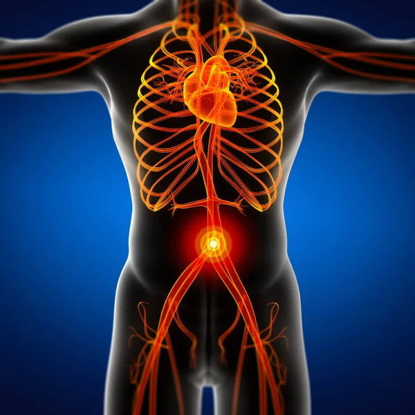 Återgivning Illustration Det Manliga Vaskulära Systemet Framifrån — Stockfoto