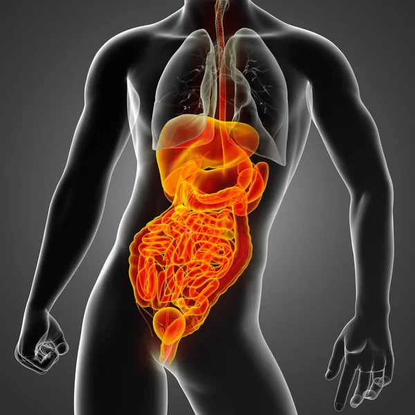 Återgivning Illustration Människans Matsmältningssystemet Framifrån — Stockfoto